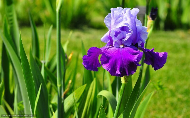 Purple iris in a garden