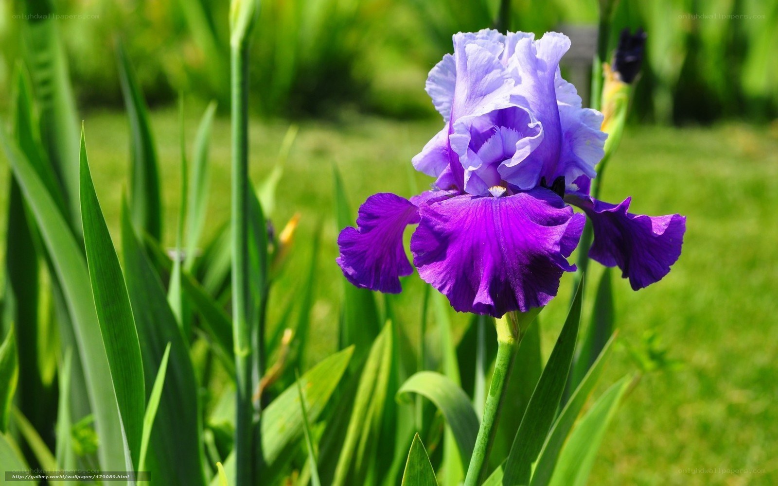 Purple iris in a garden