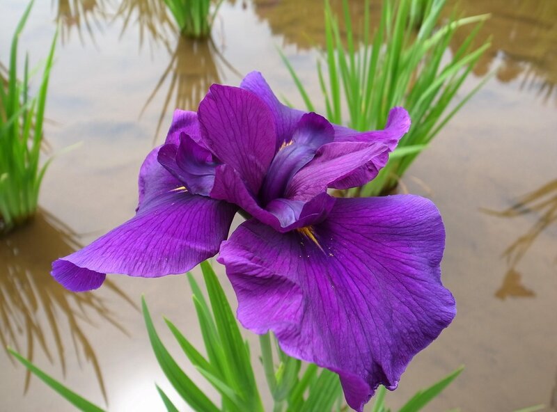 Purple iris in a pond