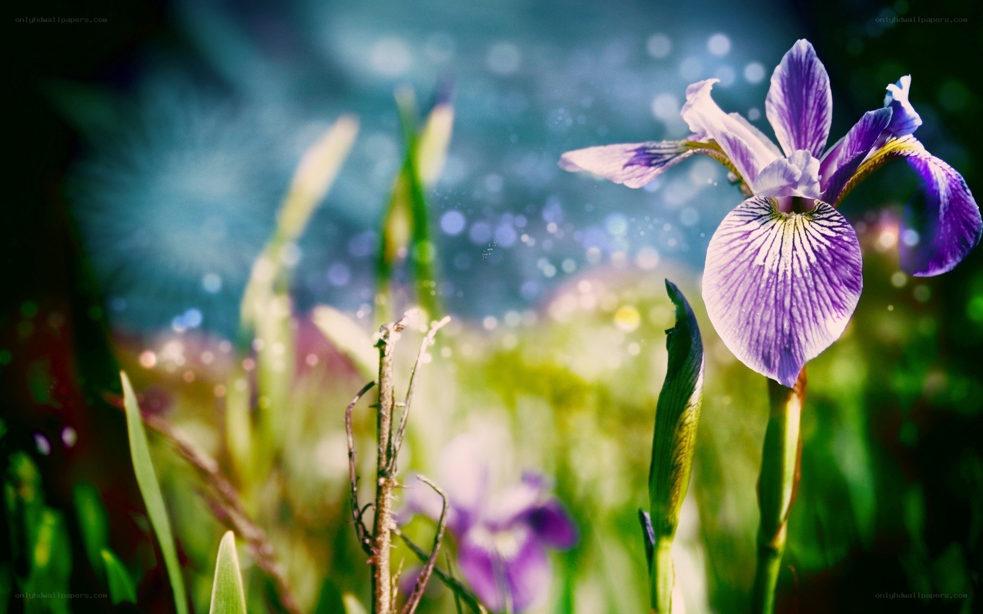 Purple iris in a sunlit garden