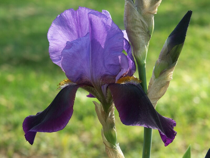 Purple iris in bloom