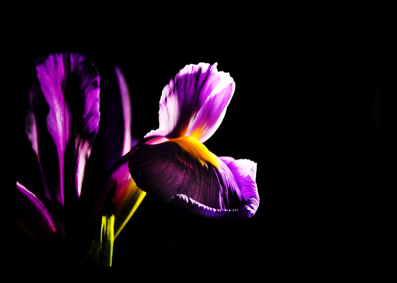 Purple iris in dark light