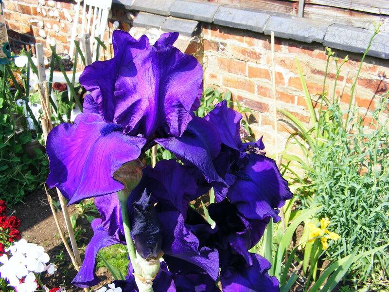 Purple iris in garden
