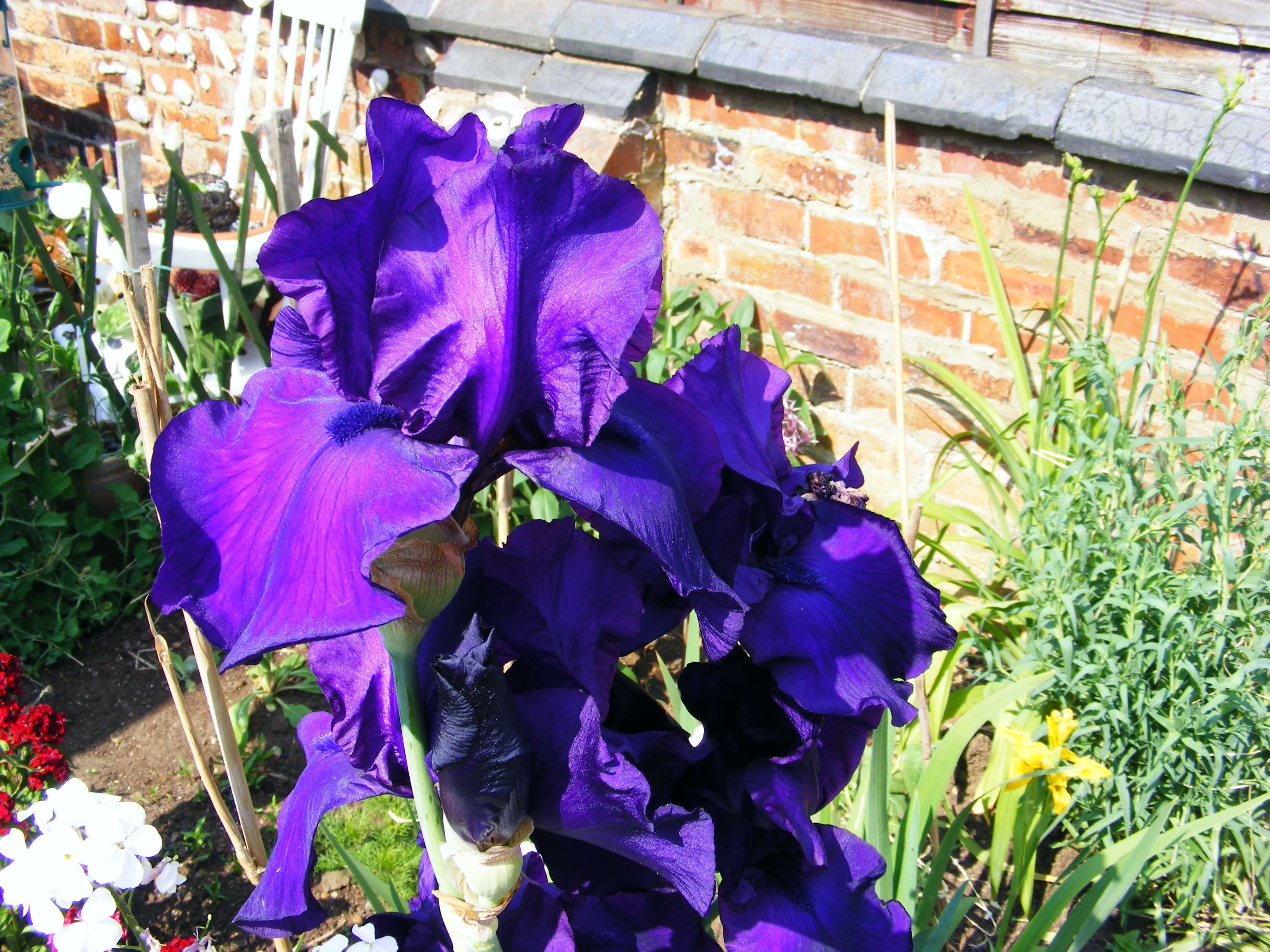 Purple iris in garden