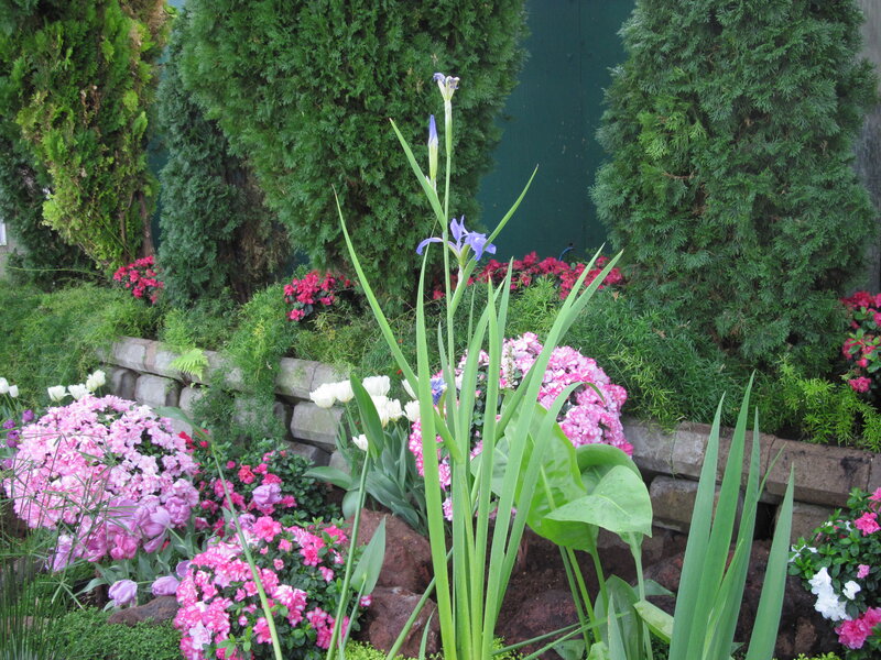 Purple Iris in Garden — Green