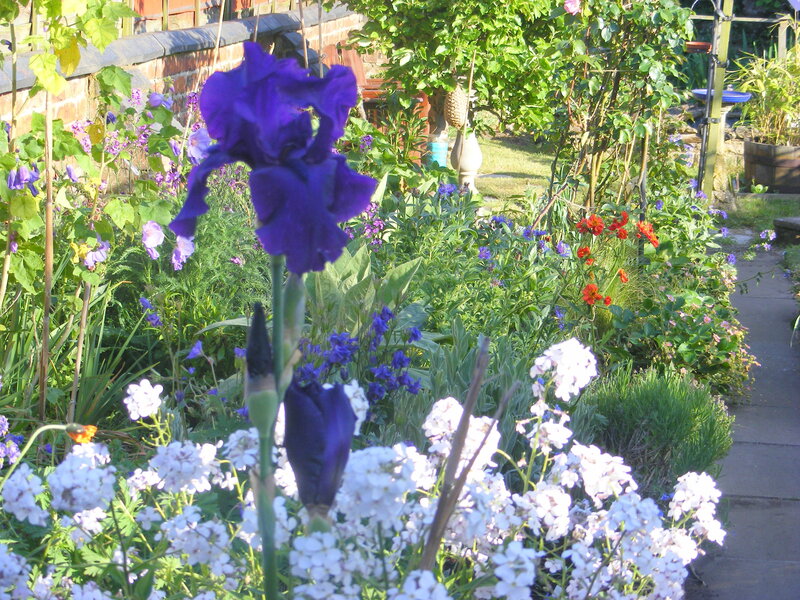 Purple Iris in Garden — Serene
