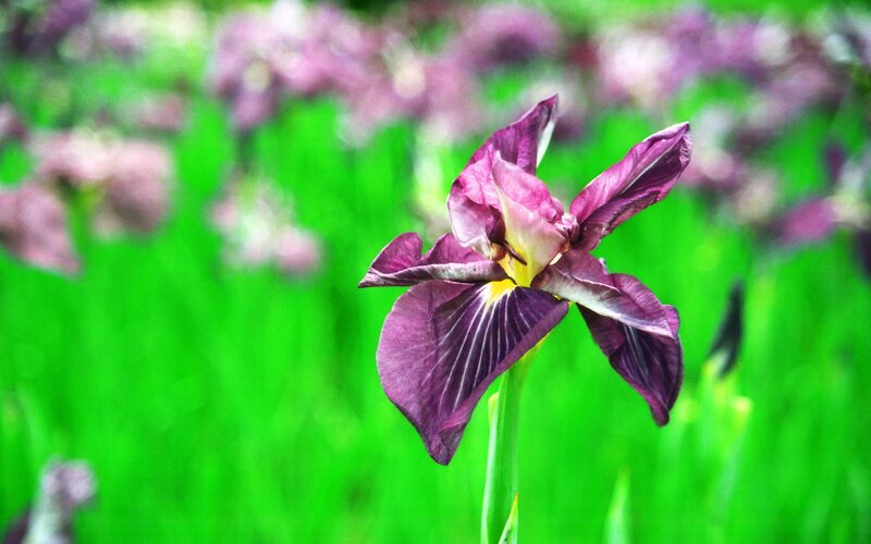 purple iris in green field