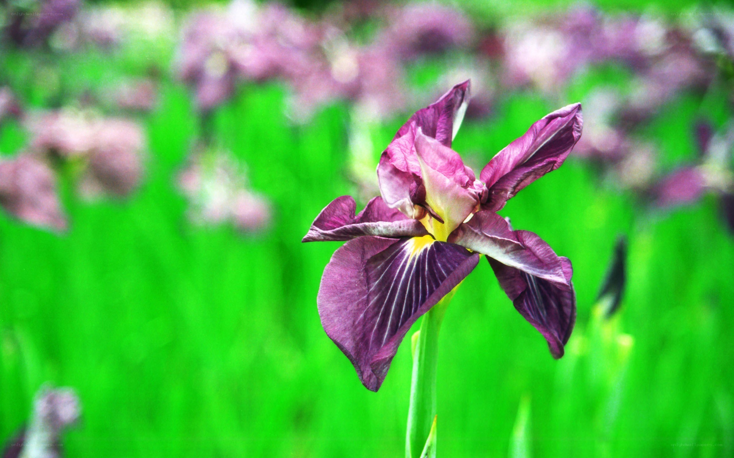 purple iris in green field