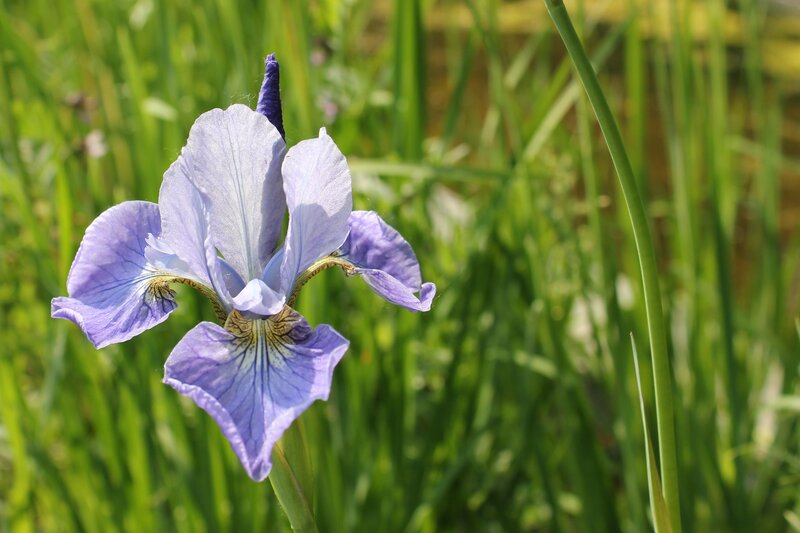 Purple iris in green field