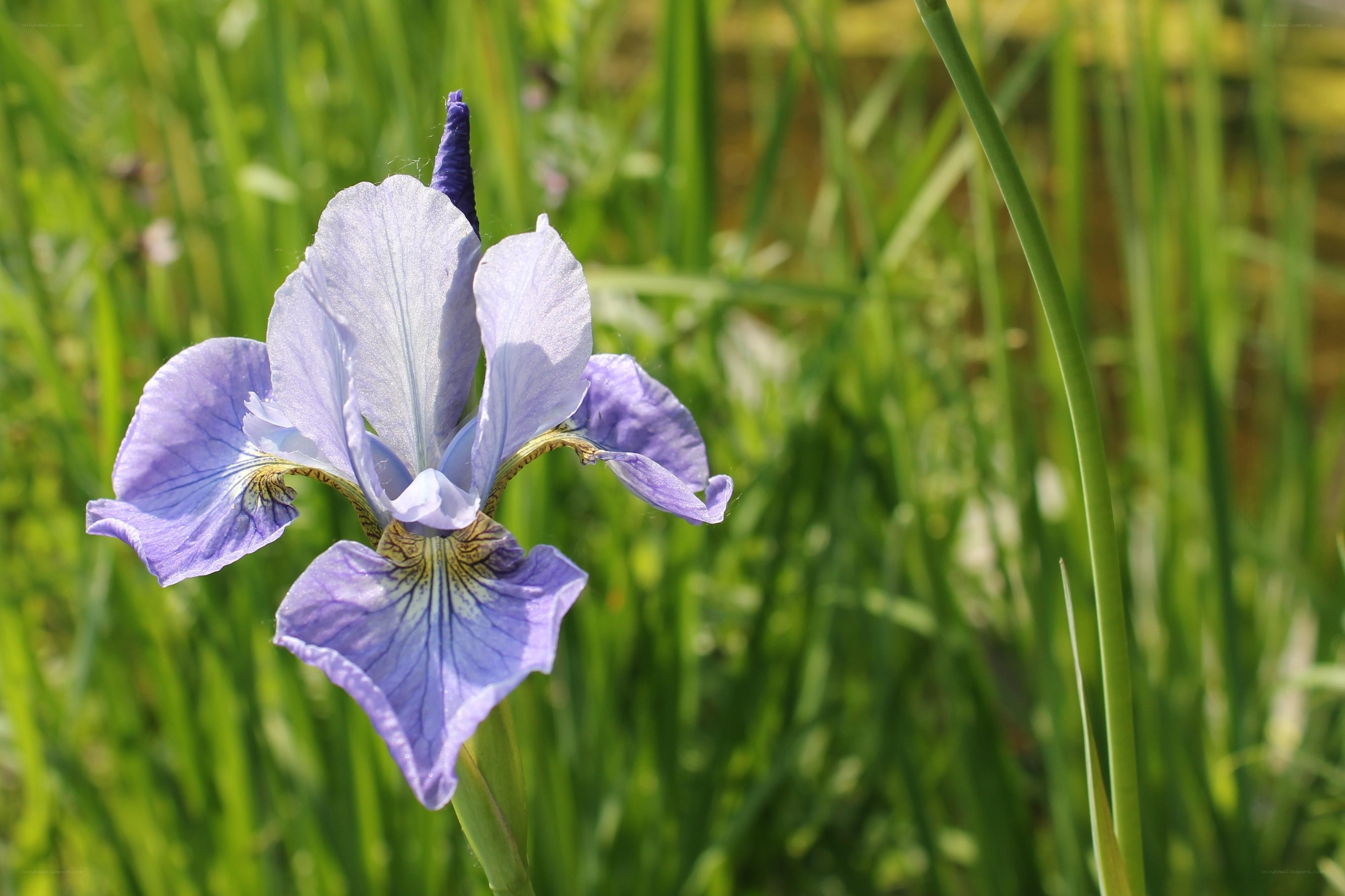 Purple iris in green field