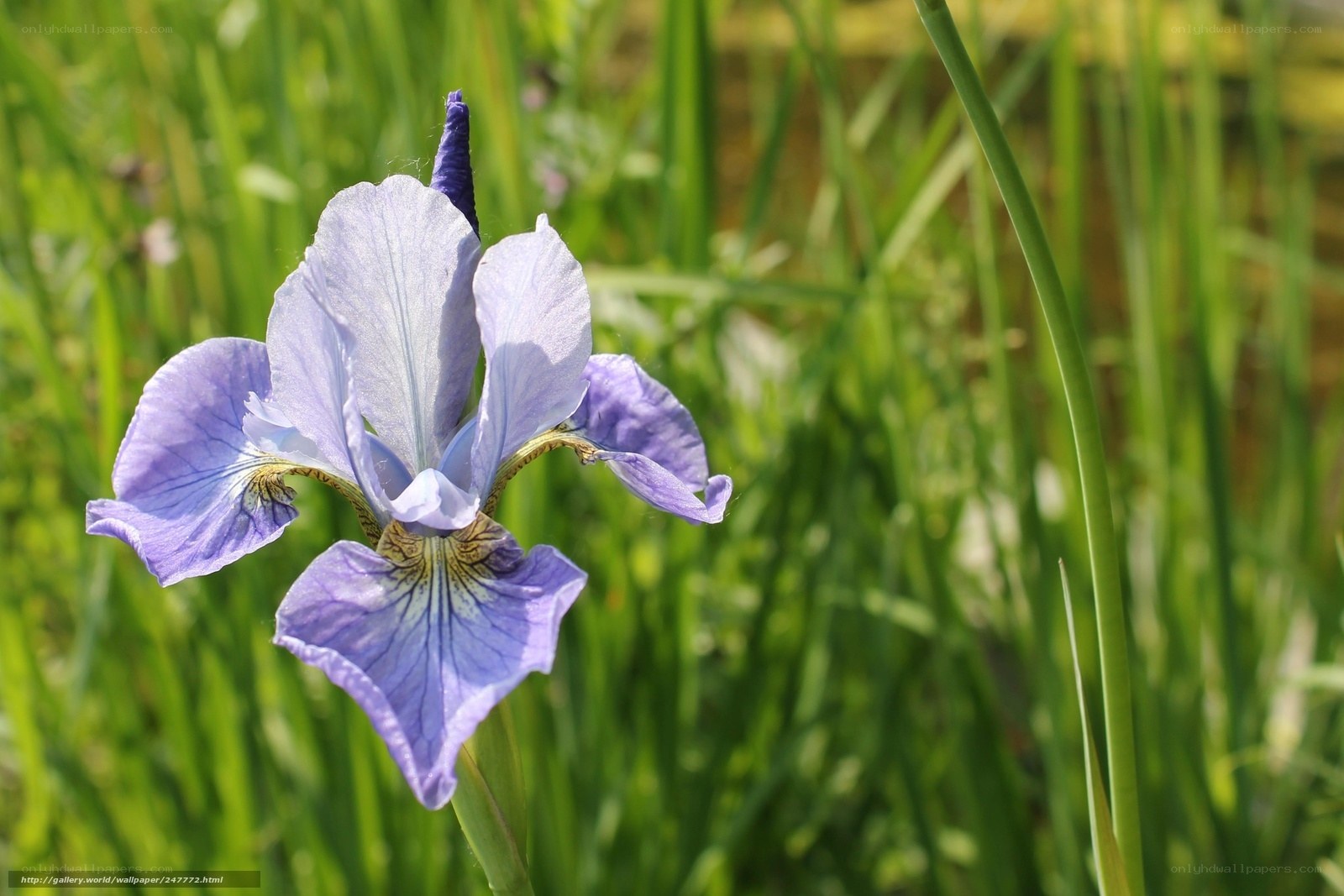 Purple iris in green grass