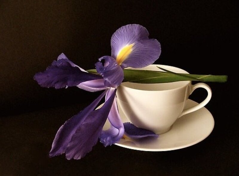 Purple Iris in Teacup
