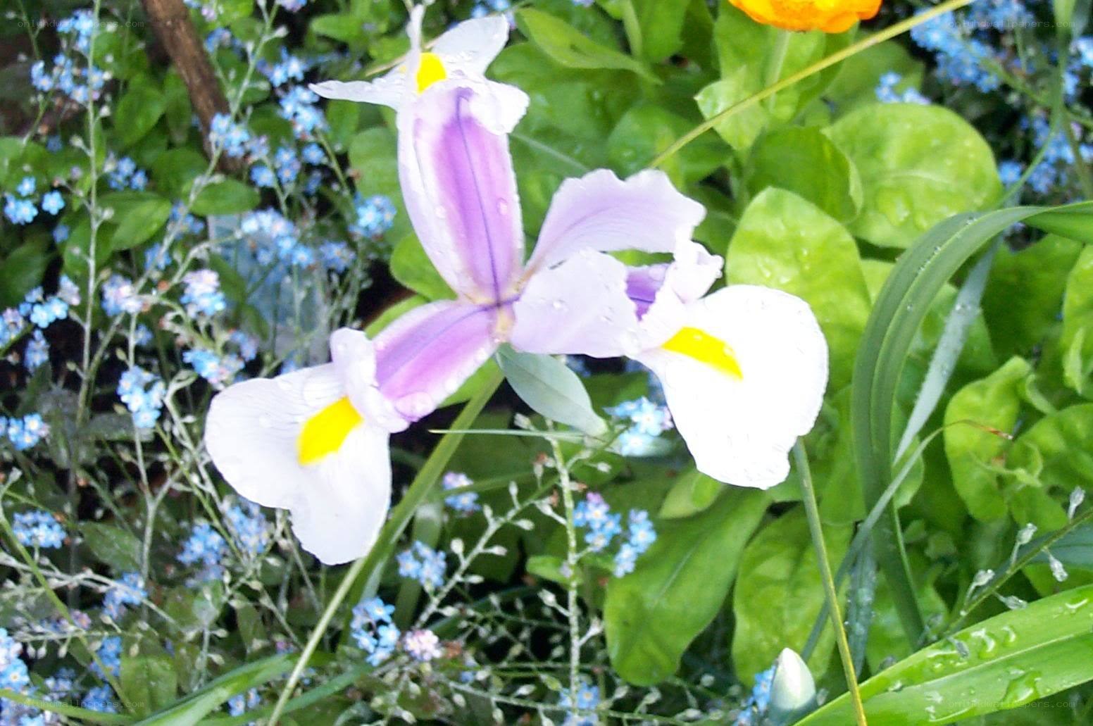 Purple iris with blue flowers