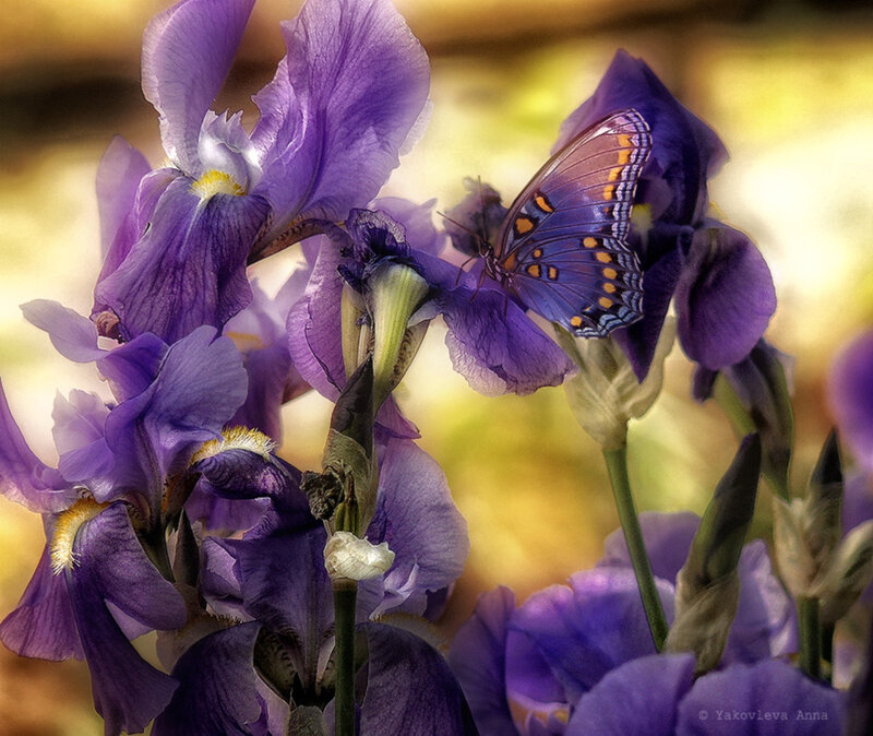 Purple Iris with Butterfly — Serene, Afternoon, Photograph