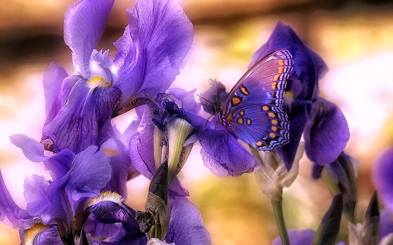 Purple Iris with Butterfly — Serene, Afternoon