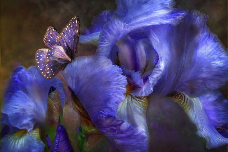 Purple Iris with Butterfly — Serene, Digital Art, Flower