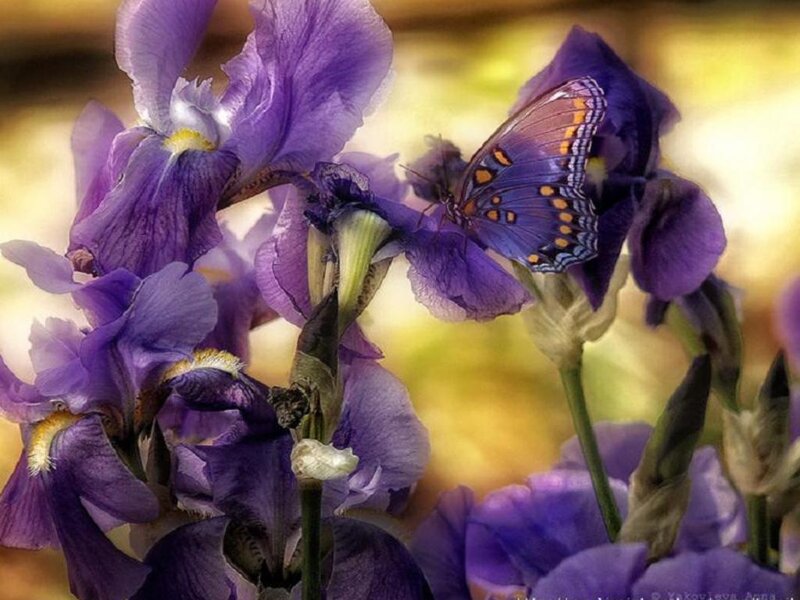 Purple Iris with Butterfly — Serene, Spring