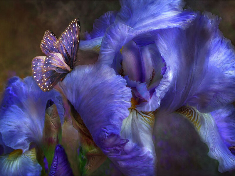 Purple Iris with Butterfly — Serene