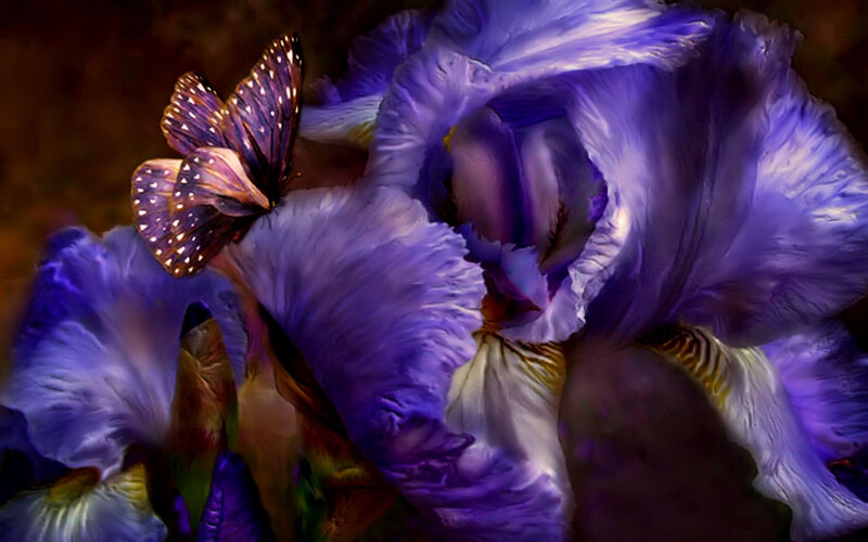 Purple iris with butterfly