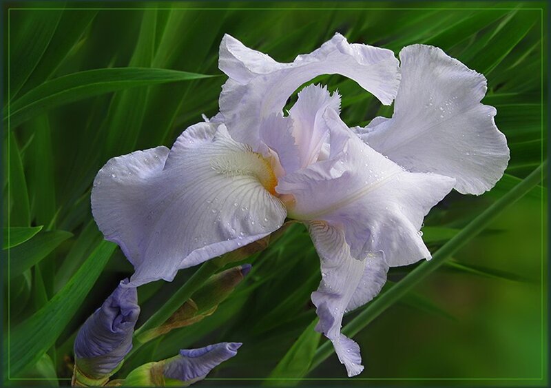 Purple iris with dew drops