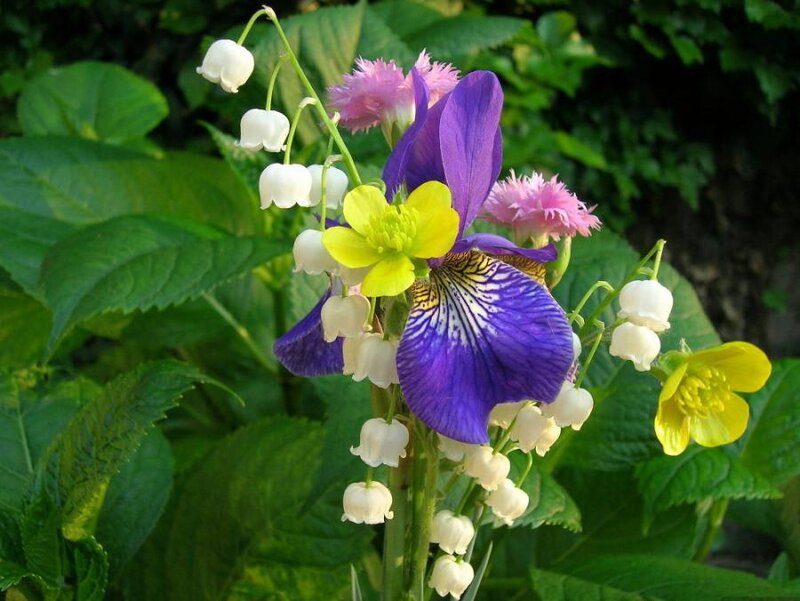 Purple Iris with Lilies