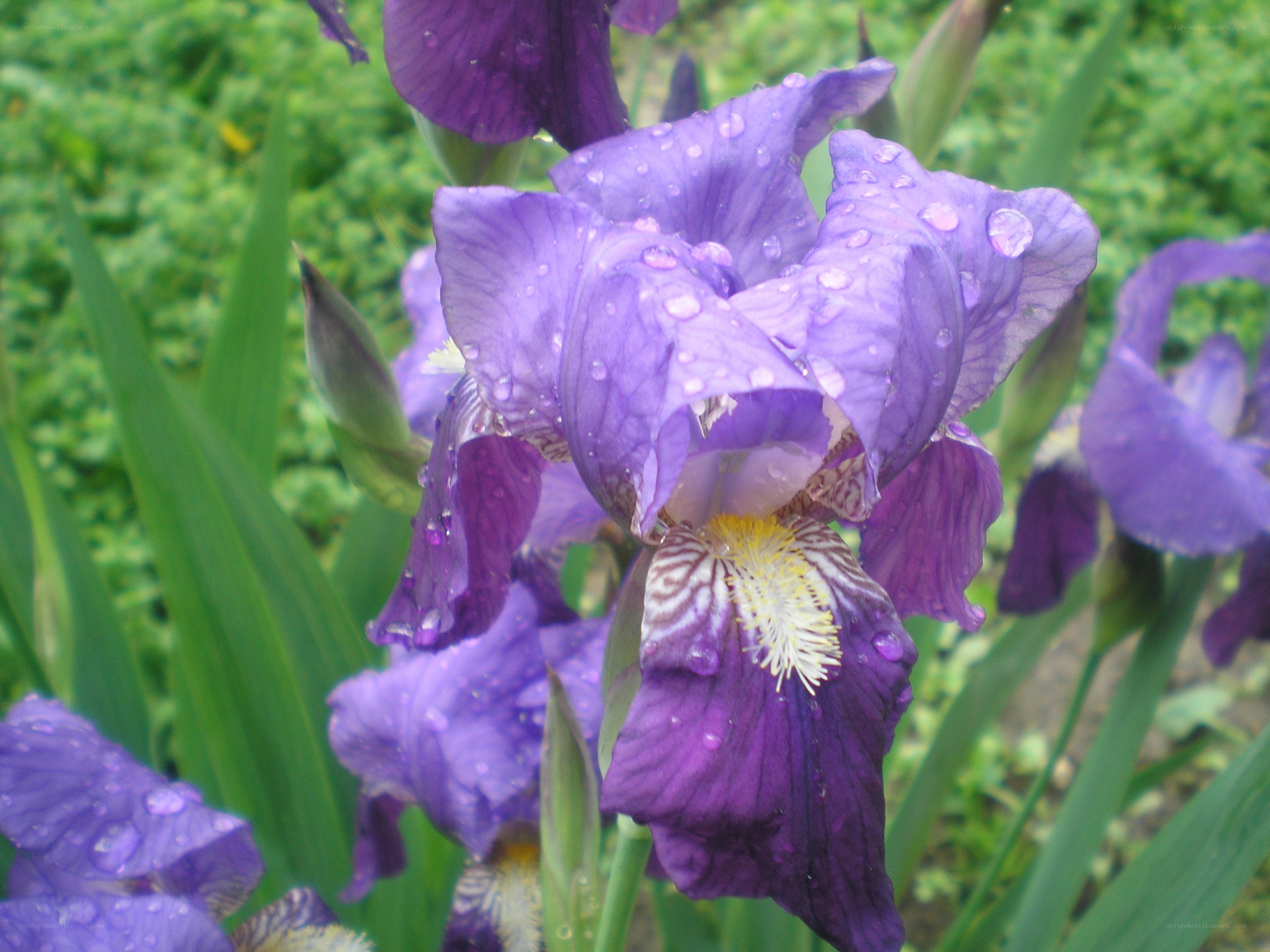 Purple iris with raindrops