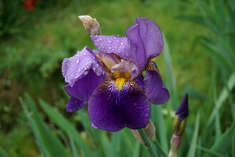 Purple iris with raindrops