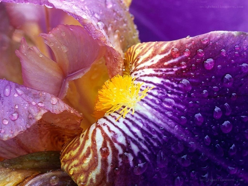 purple iris with water droplets