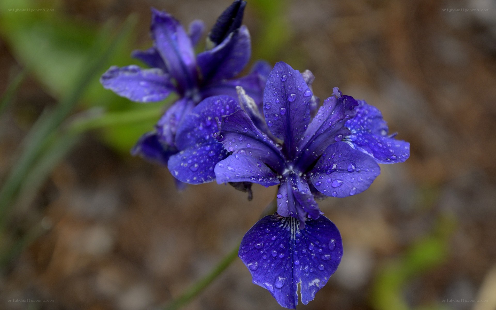 Purple iris with water droplets