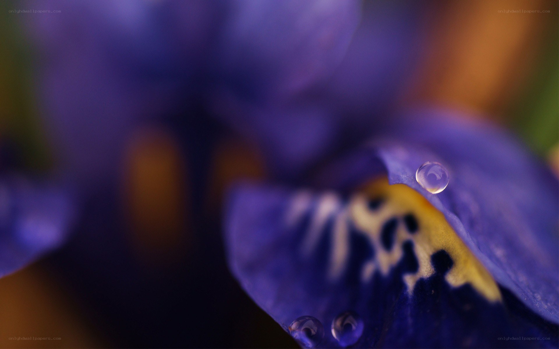 Purple iris with water droplets