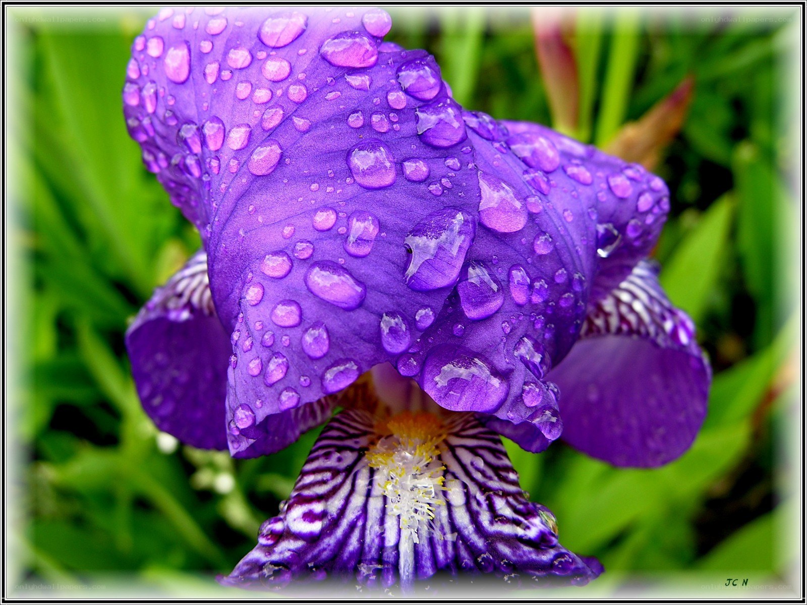 Purple iris with water droplets
