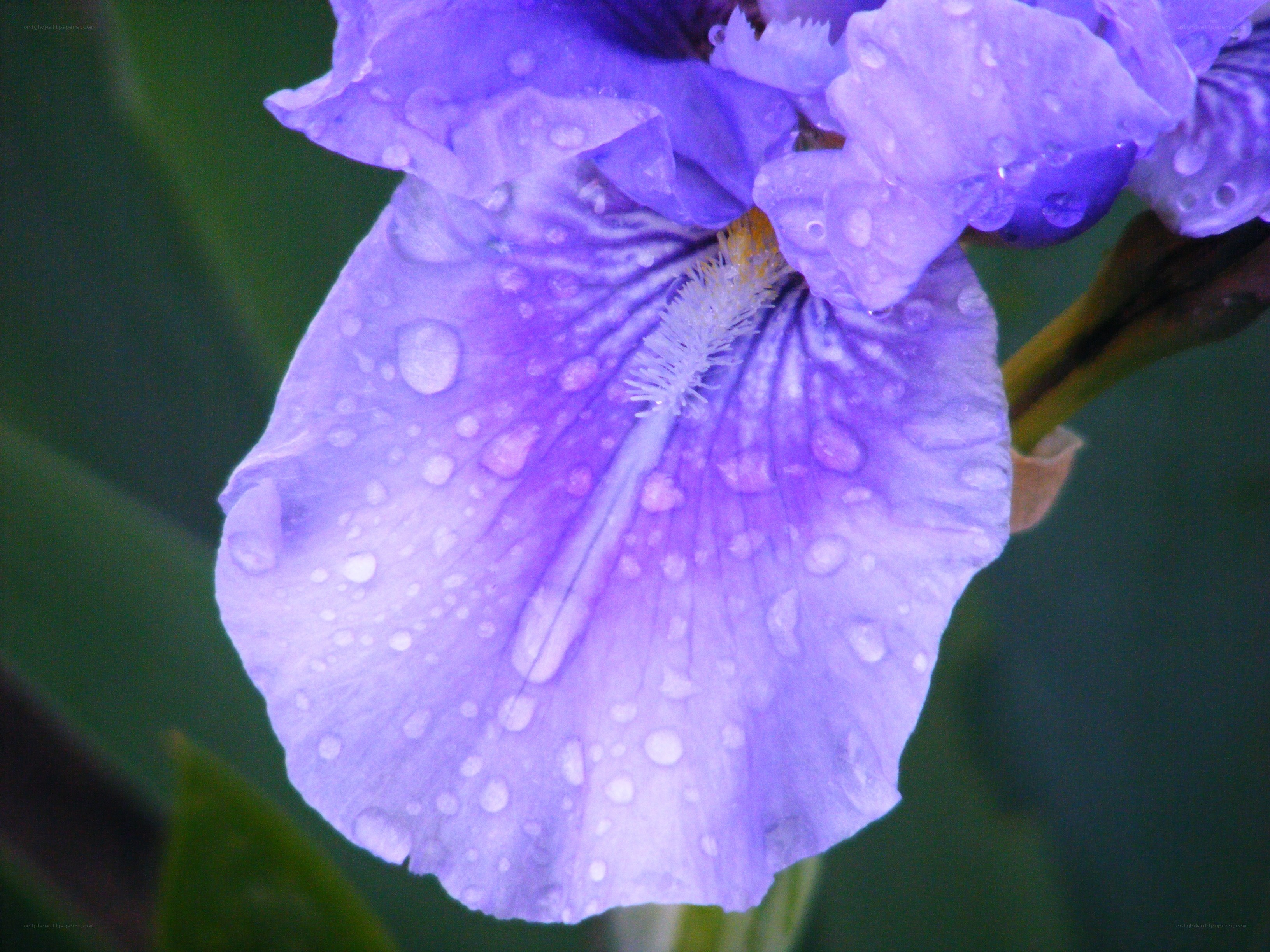 purple iris with water droplets