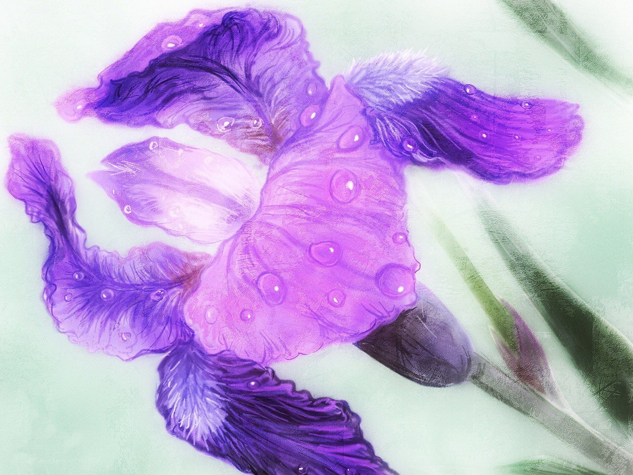 Purple iris with water droplets