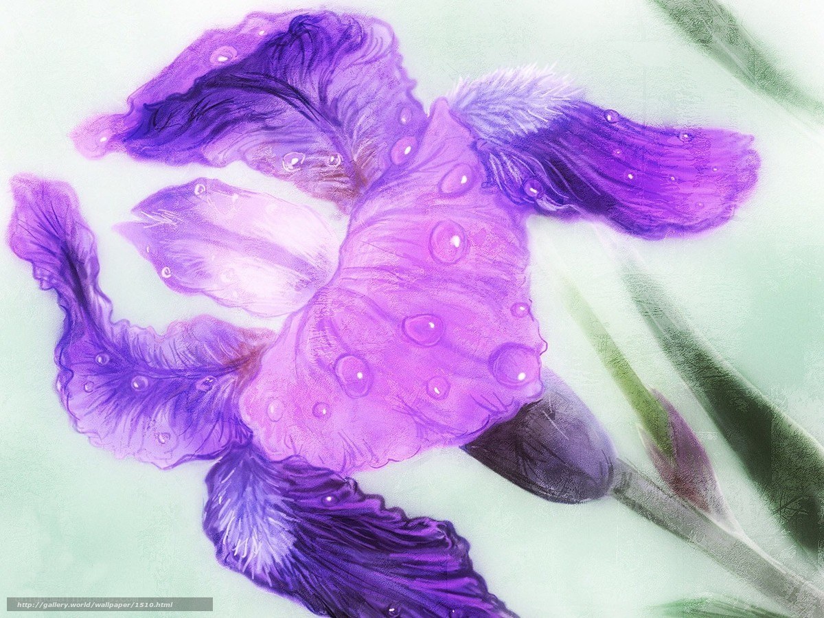 Purple Iris with Water Droplets