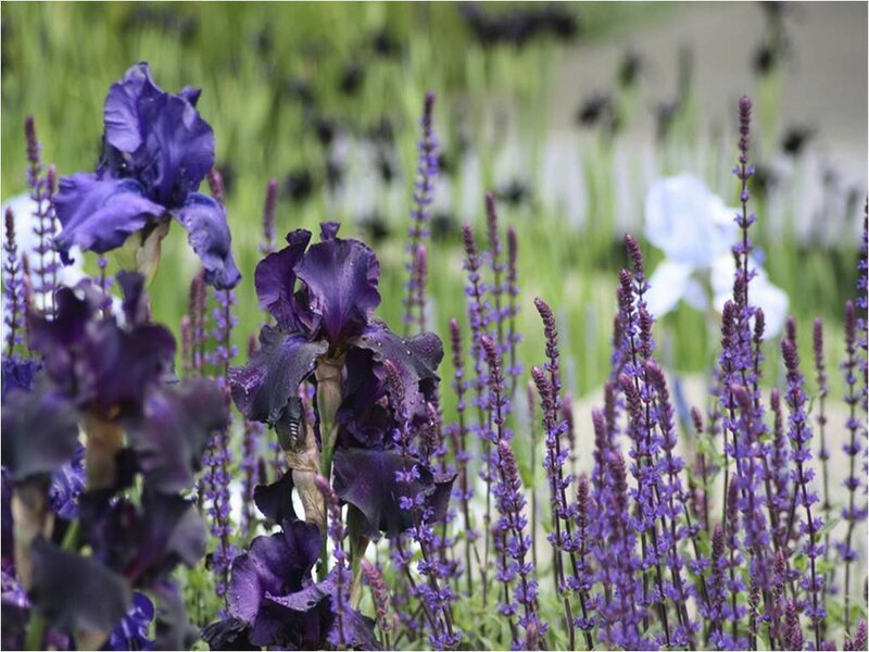 Purple Irises and Salvia