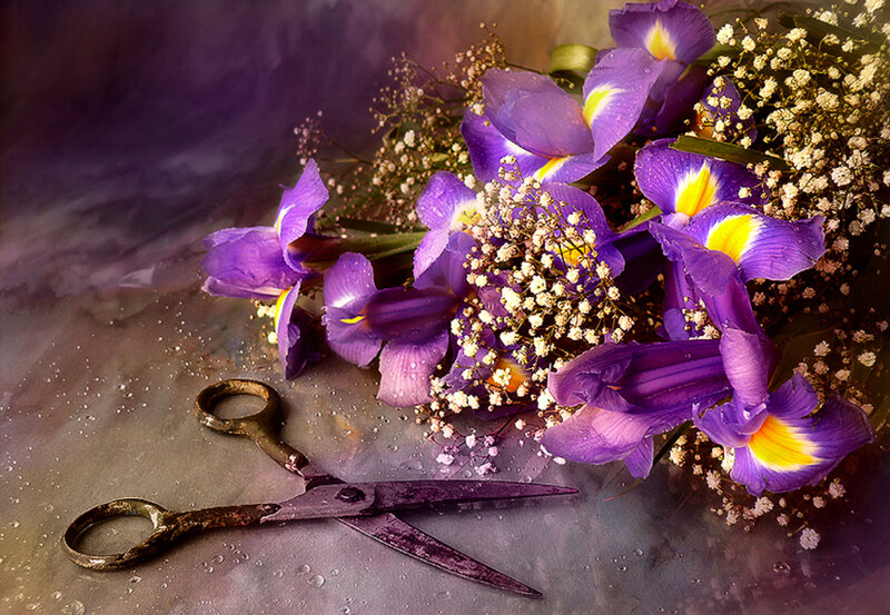 Purple Irises and Scissors