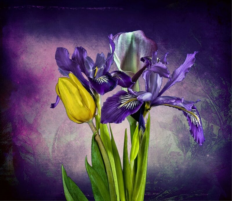 Purple Irises and Yellow Tulip