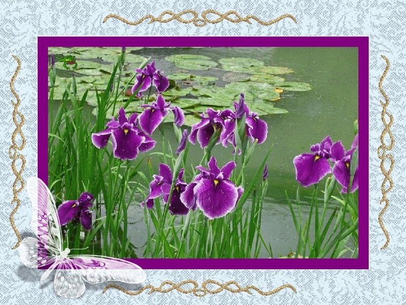 Purple irises by a pond