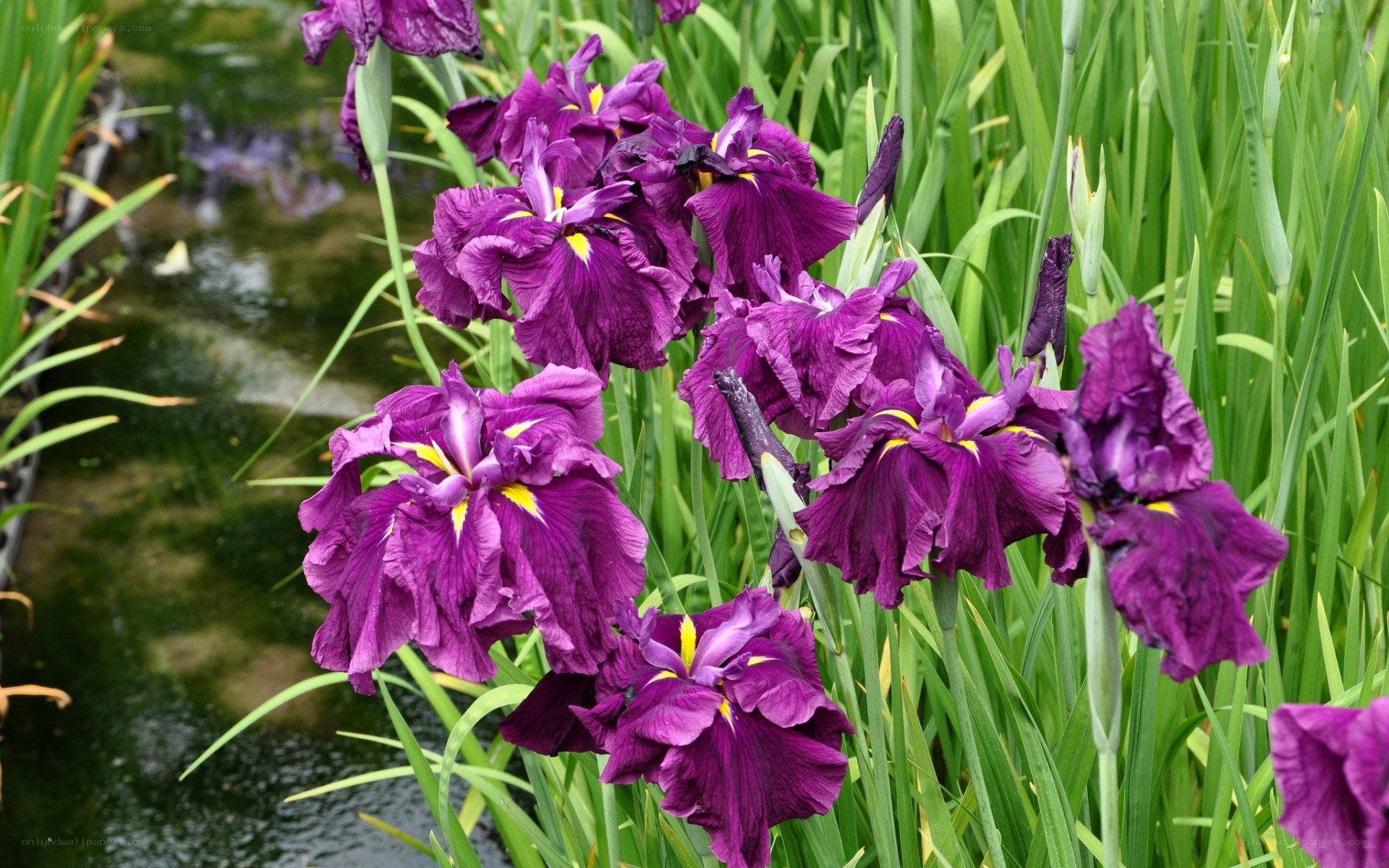 Purple irises by a pond