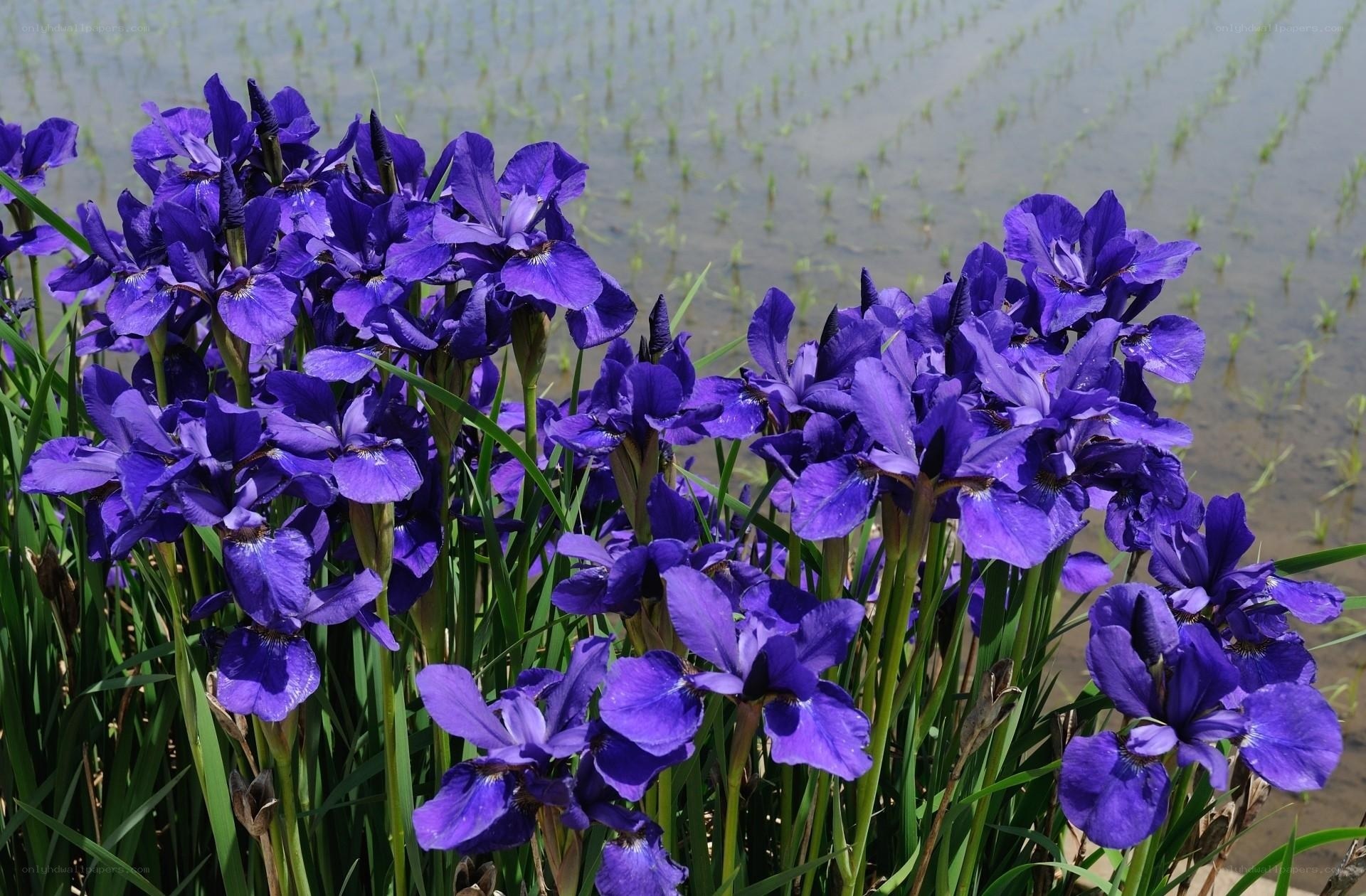 Purple irises by a rice paddy