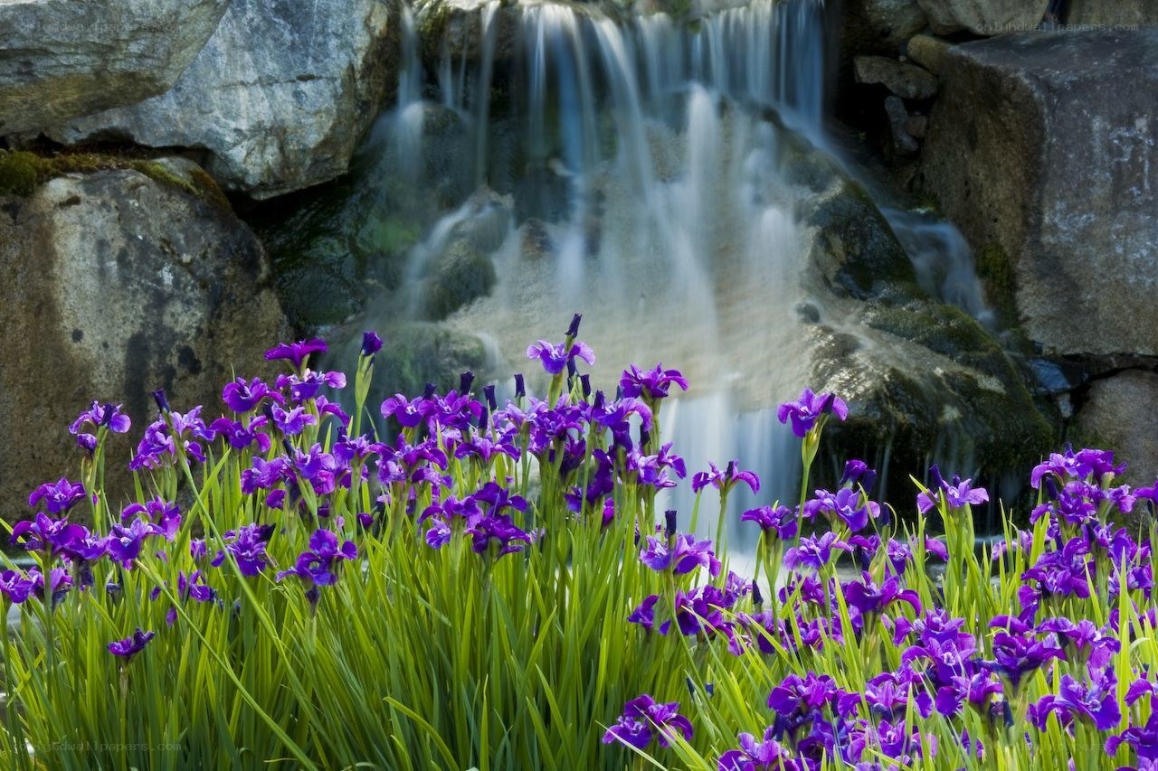 Purple irises by a waterfall
