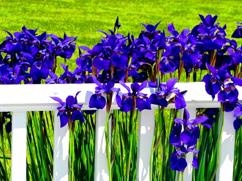 Purple Irises by Fence