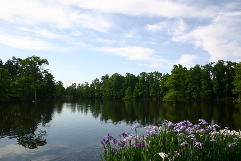 Purple Irises by Lake