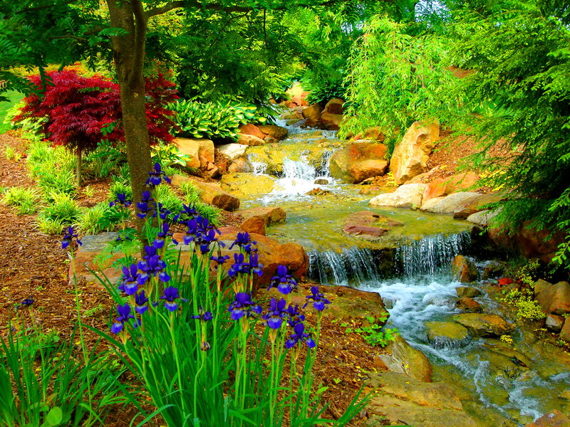 Purple Irises by Stream