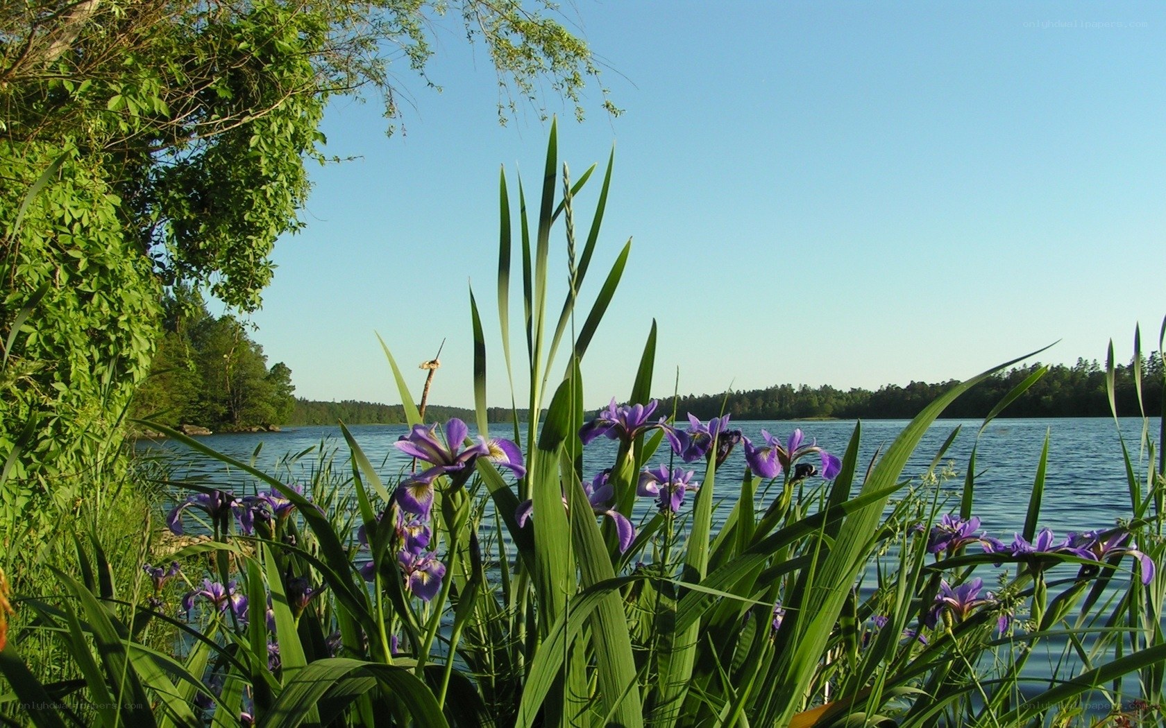 Purple irises by the lake
