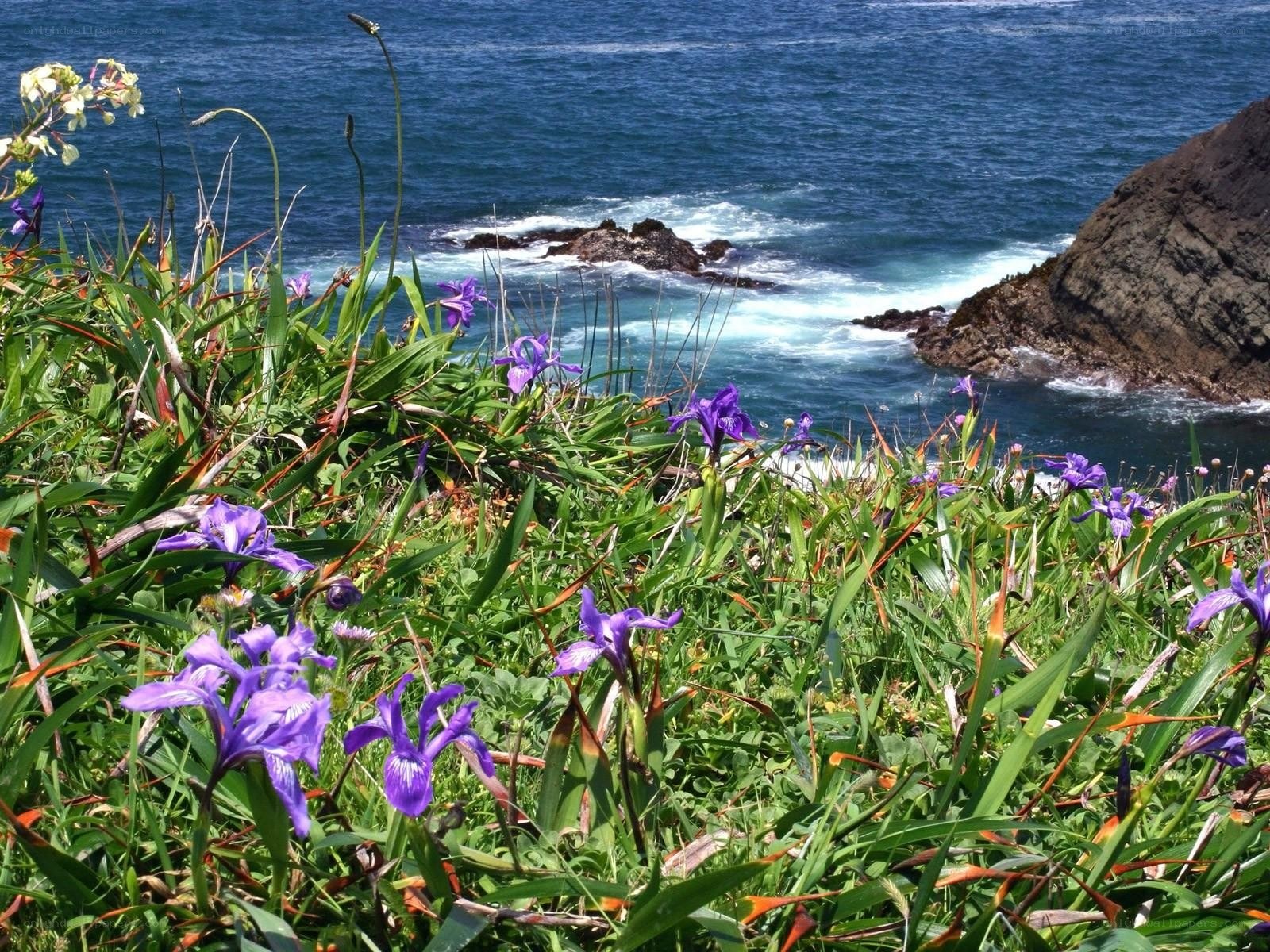 Purple irises by the ocean