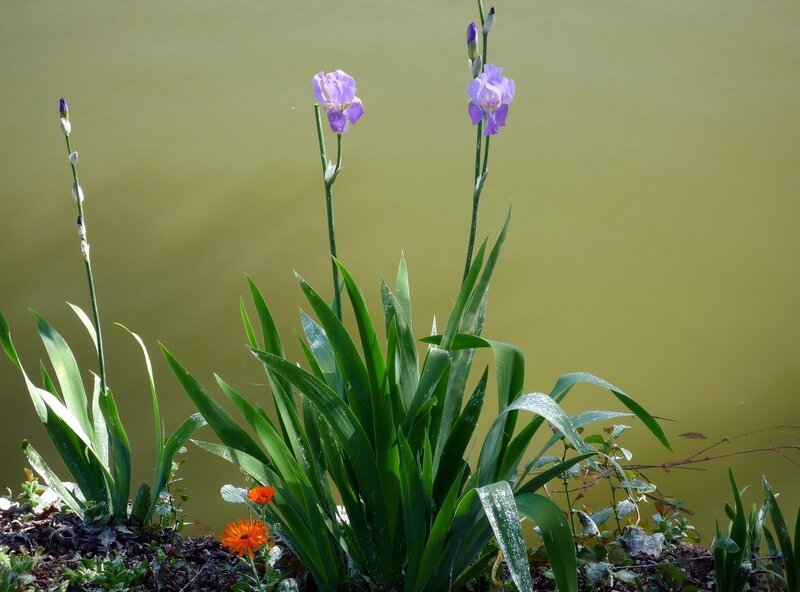 Purple irises by the water