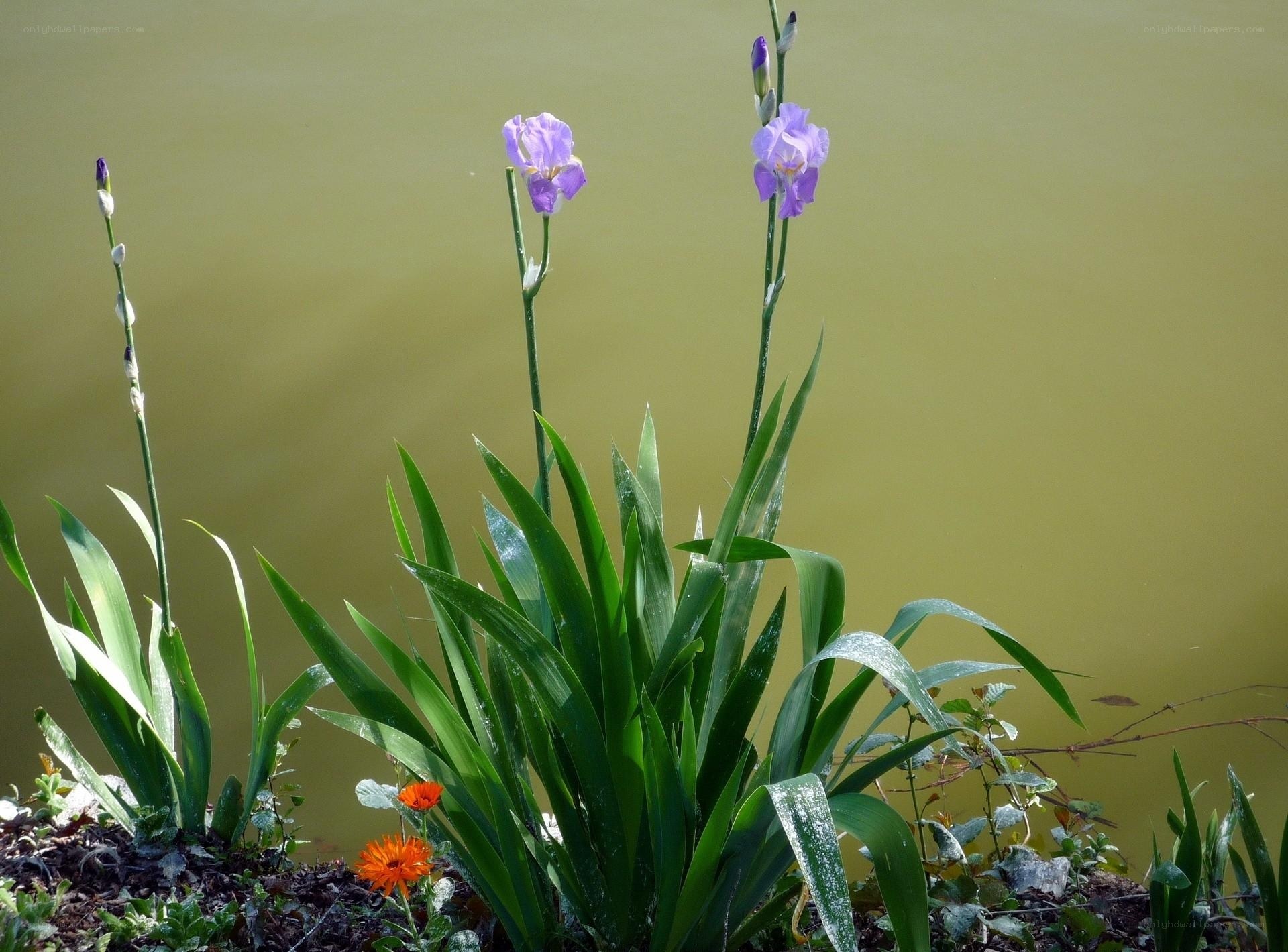 Purple irises by the water