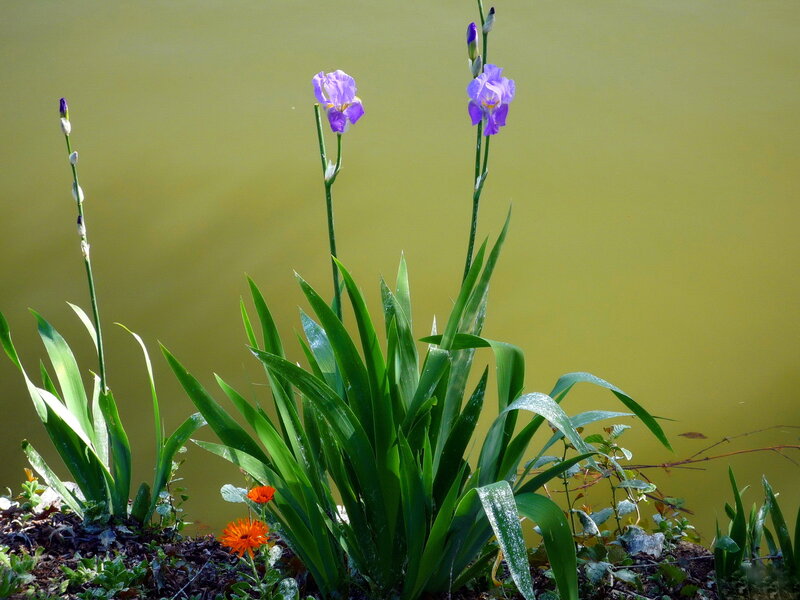 Purple Irises by Water