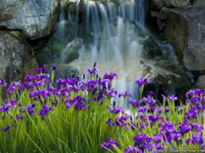 Purple Irises by Waterfall — Serene